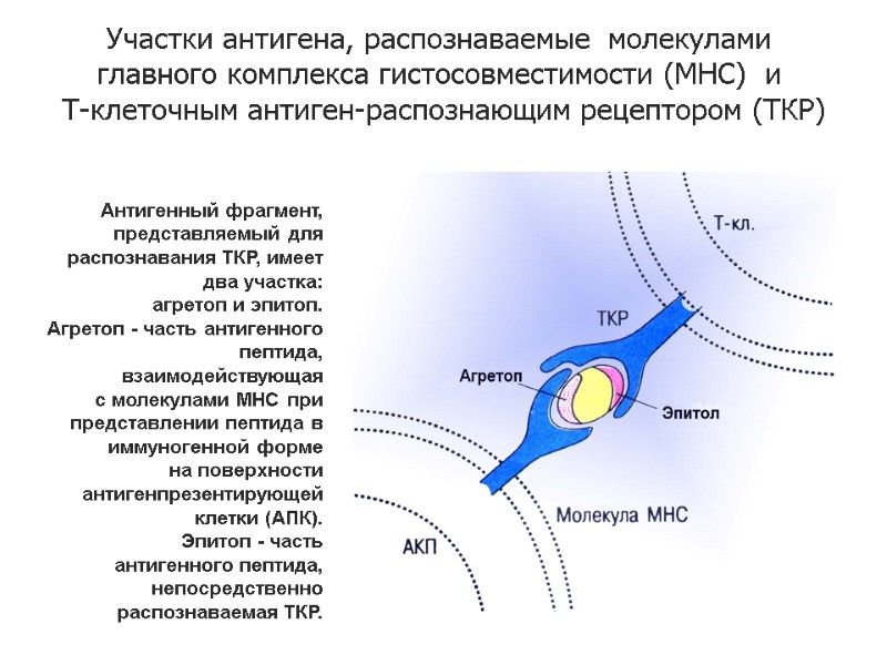 Антигенный фрагмент, представляемый для распознавания ТКР, имеет два участка: агретоп и эпитоп.  Агретоп